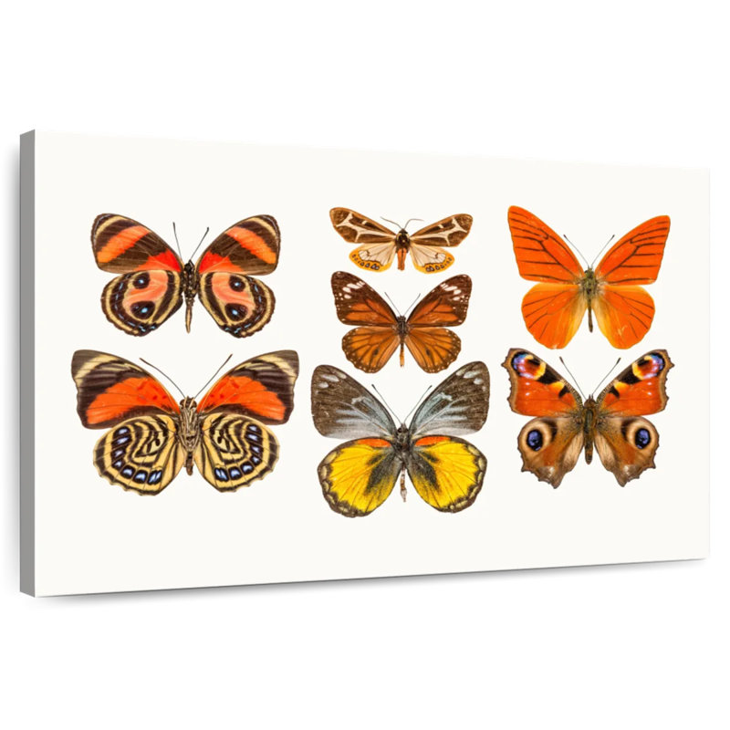Collection Brampt de papillons oranges, H 24 po x l 36 po
