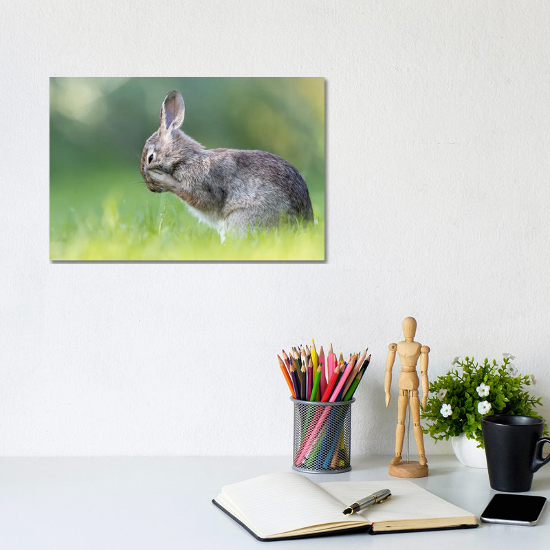 Little Hare by Paolo Bolla - Wrapped Canvas Print, 20.32 cm H x 30.48 cm W