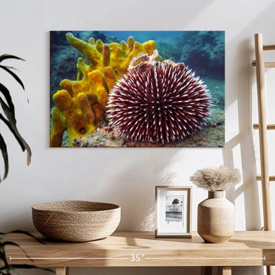 Sea Urchin