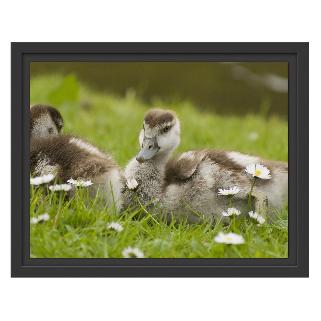 Gerahmtes Wandbild Kühe auf Wiese