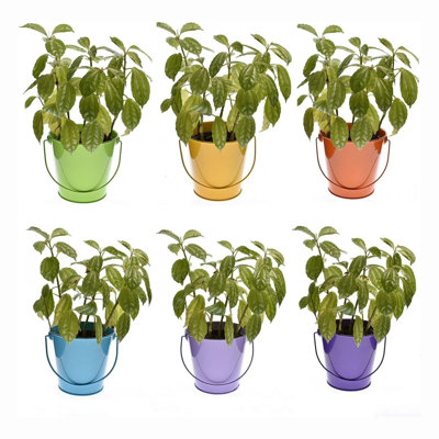 AKLOV Color Bucket