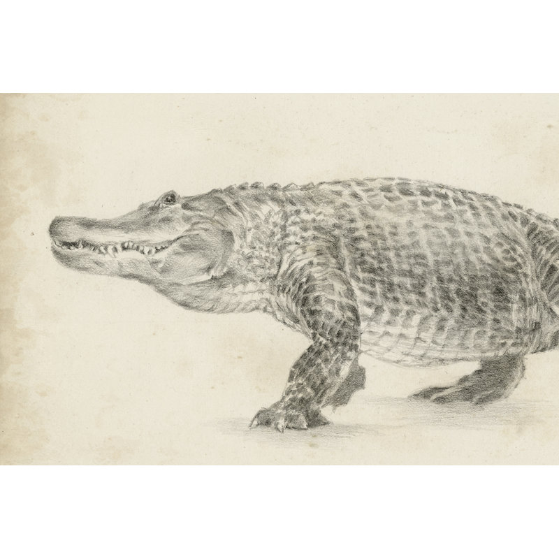Impression sur toile tendue « alligator sketch » par Ethan Harper, H 32 po x l 48 po