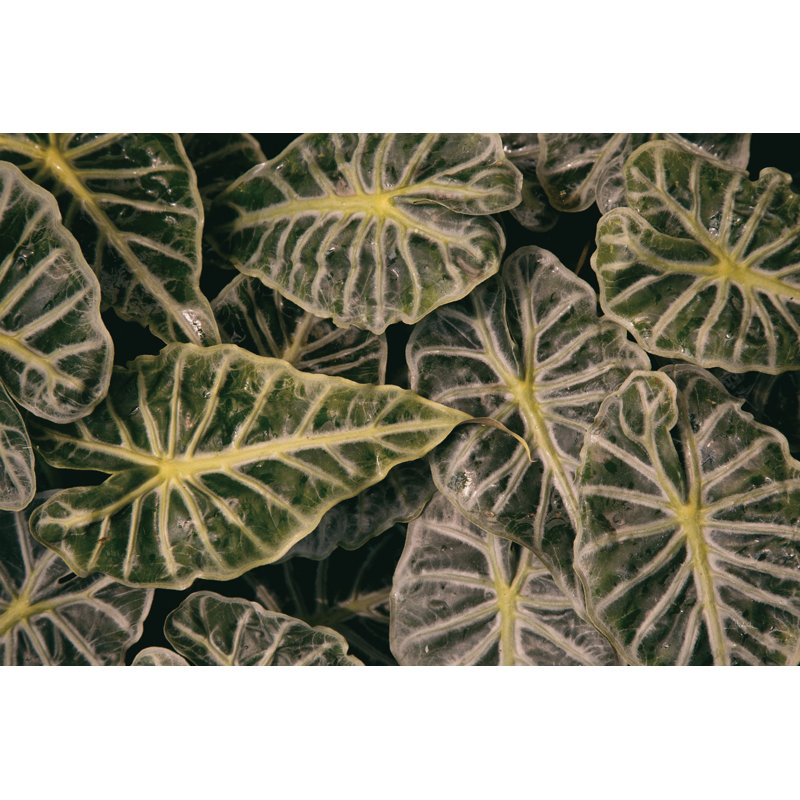 Greenery Abounds by Aledanda - Photograph Print, 30cm H x 46cm W, Black Floater Framed