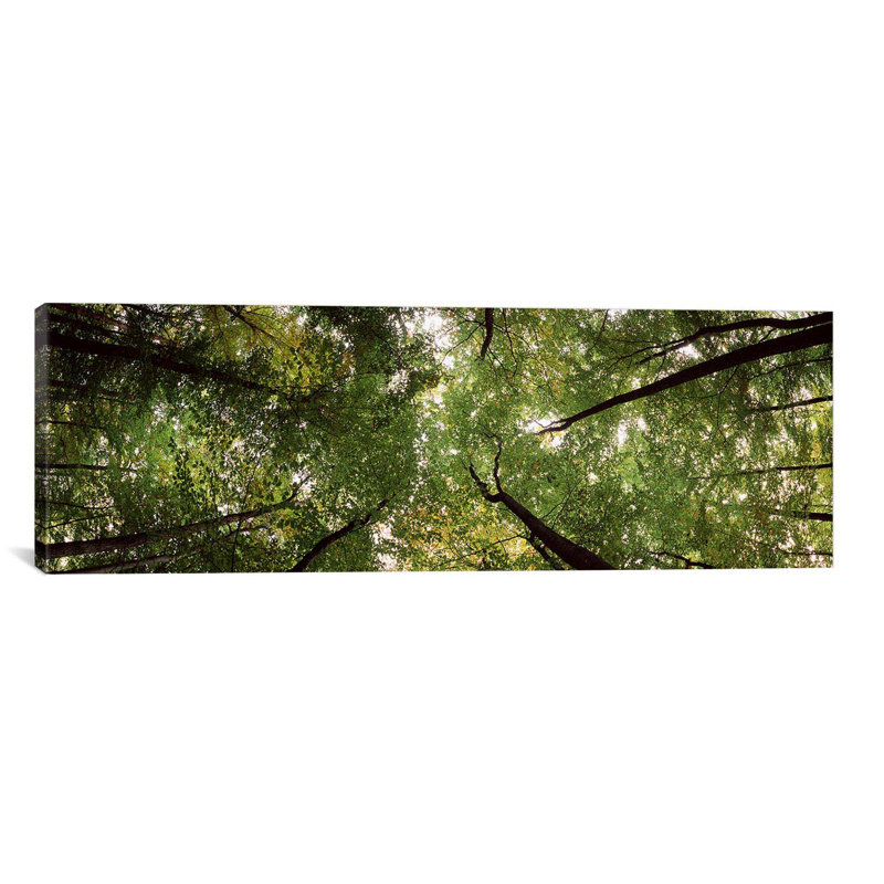 Vue basse d’un arbre, bavière, allemagne #2 par panoramic images-reproduction sur toile tendue, H 12 po x l 36 po x P 1,5 po