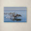 Ann «Dolphins», reproduction de photo sur toile tendue-24190271