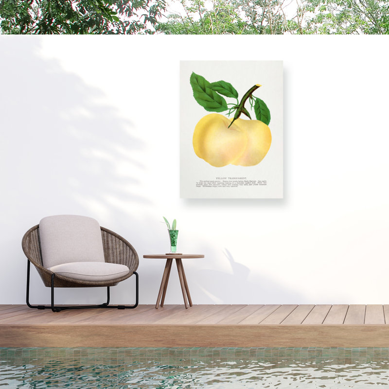 Botanical Specimen Yellow Transparent Apple Lithograph Outdoor  Canvas, H 14 po x l 19 po