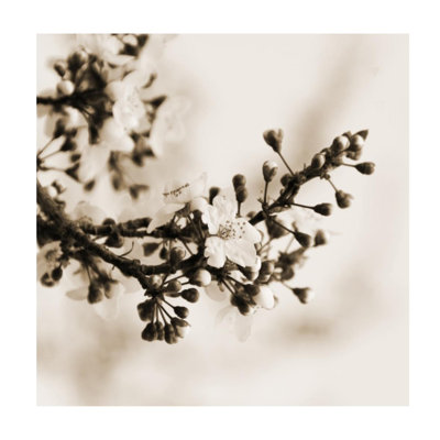 Pensée du début du printemps II par Sofia Fox - impression