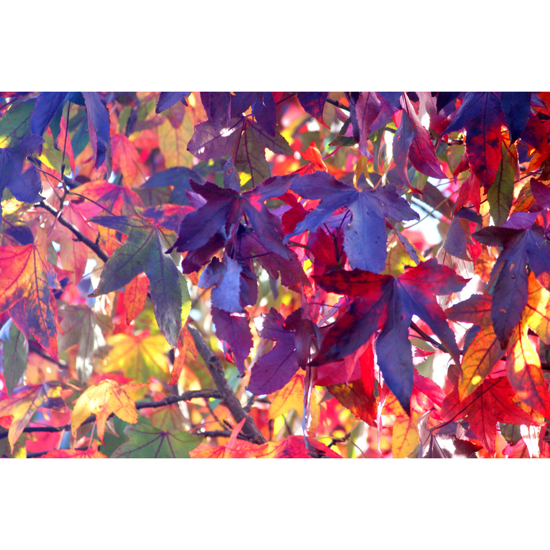 Liquidambar Tree von Mtreasure - Drucken