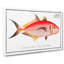 Mackerel Fish by M.E. Bloch - Wrapped Canvas-55324012