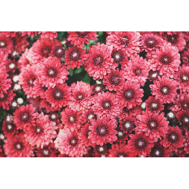 Aynsleigh " Autumn Flowers I ", 8" H x 12" W, No, Wrapped Canvas