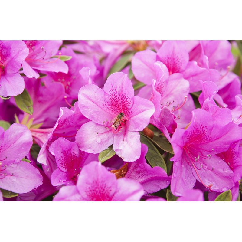 Blooming Pink Azalea by Mamahoohooba - Wrapped Canvas Print, 61cm H x 91cm W