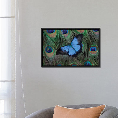 " Ulysses Swallowtail Butterfly Atop A Peacock's Tail " by Darrell Gulin
