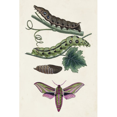 Caterpillar And Moth VI - Wrapped Canvas Painting
