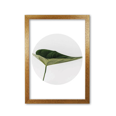 Doc Leaf - Print