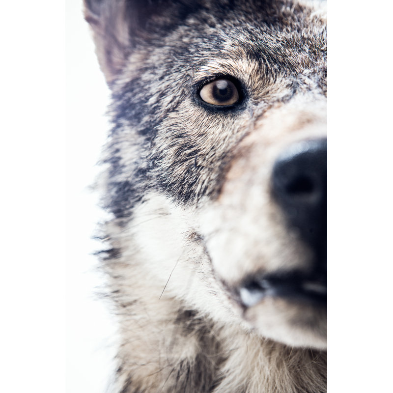 Face Of A Wolf - Wrapped Canvas Print, 91cm H x 61cm W