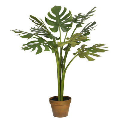 Clapp Monstera plante en pot