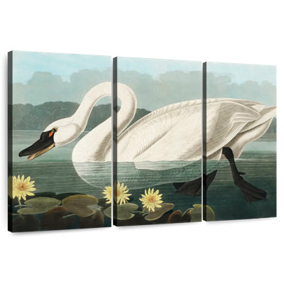 Cygne d'Amérique commun Brampt