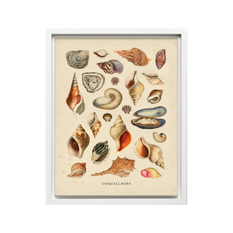 Coquillages, Canvas, White Framed, 11"H x 14"W