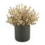 Seeded Eucalyptus Arranged in a Fiberstone Pot-152904423-152904422