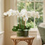 Kerwin Organic Modern Orchid Arrangement