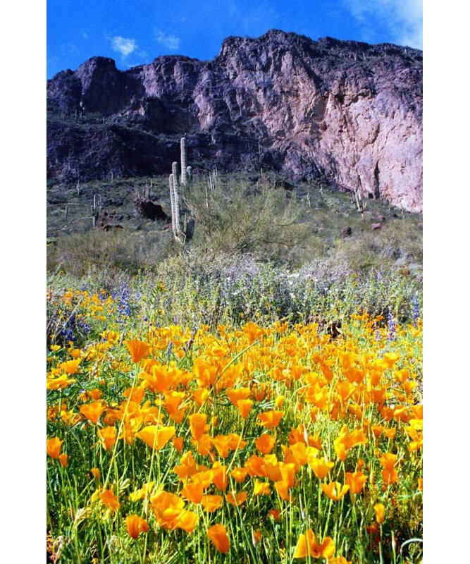 Art sur toile tendue par Millwood Pines Taylor, Douglas Gallery, Picacho Peak Wildflowers, H 18 po x l 13 po