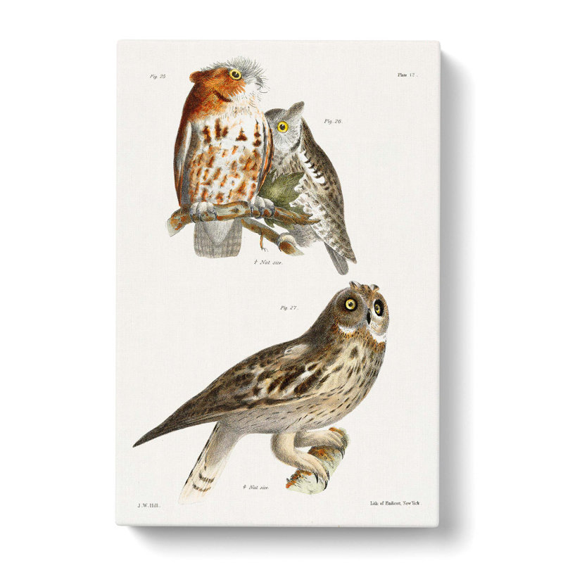 Owls by J.E. De Kay - Wrapped Canvas, 50cm H x 35cm W x 3cm D