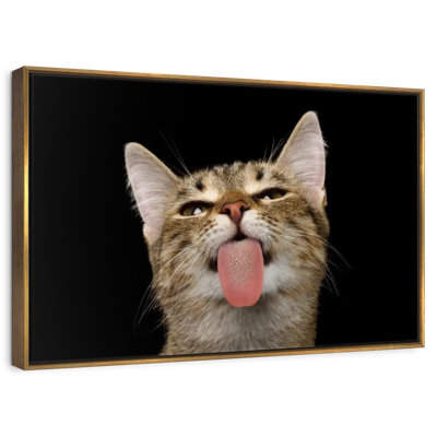 Chat amusant ludique