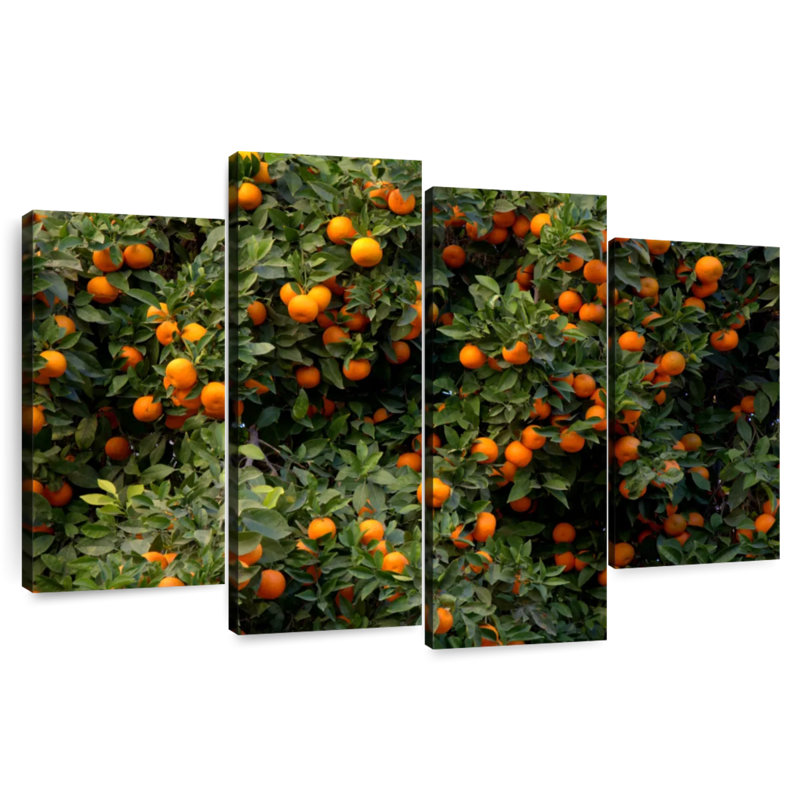 Oranges Harnek Valencia, H 27 po x l 43 po