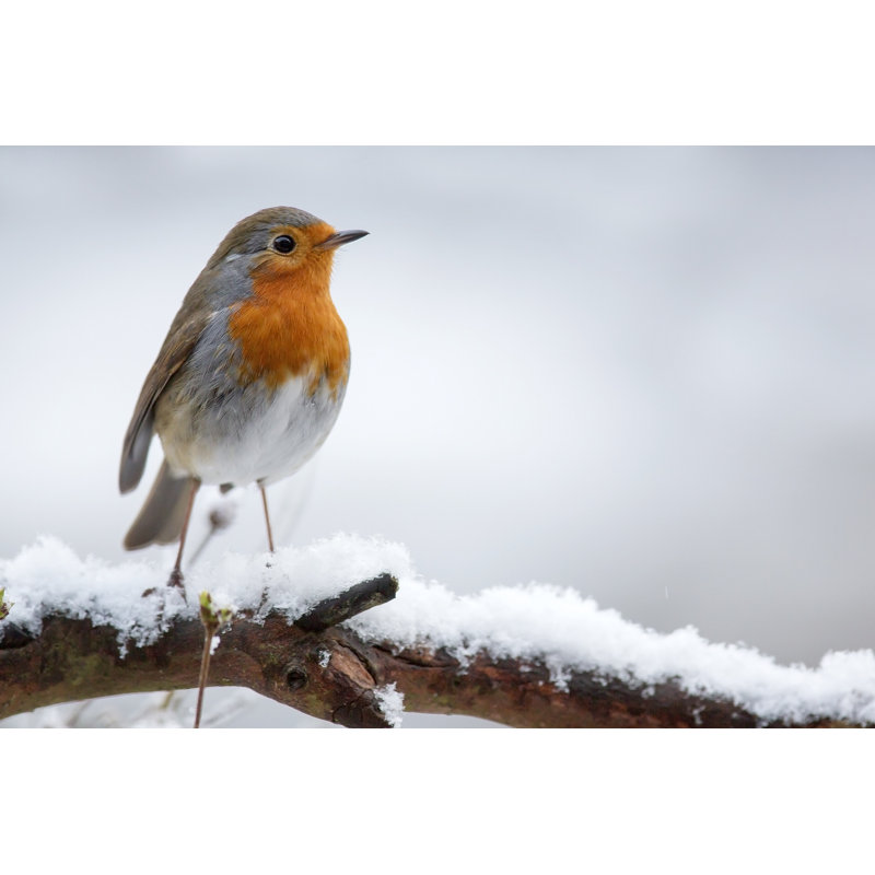Robin by Andrew_Howe - Wrapped Canvas Print, 30cm H x 46cm W x 3.8cm D