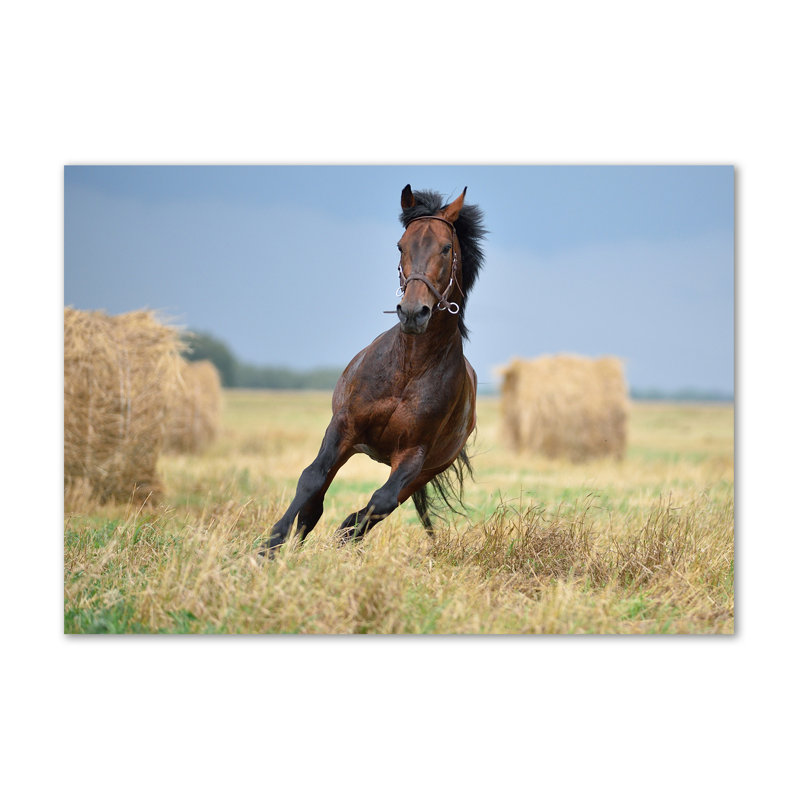Horse In Gallop - Wrapped Canvas Print