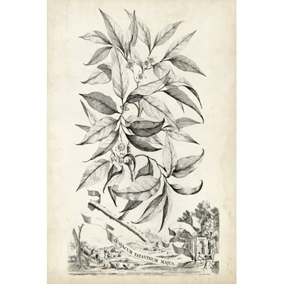 Scenic Botanical IV by Abraham Munting - Graphic Art Print