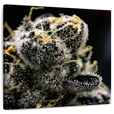 White Marijuana Trichomes