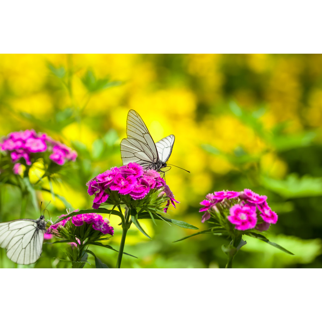 Weißer Schmetterling sitzt auf Blumen - Kunstdrucke auf Leinwand