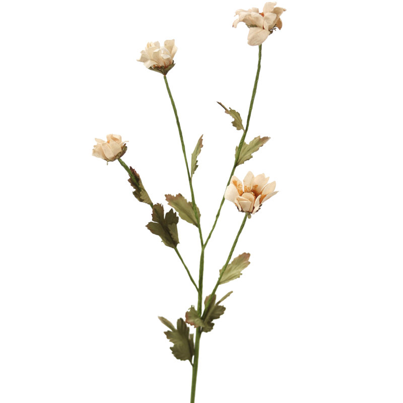 Camomille - blanc