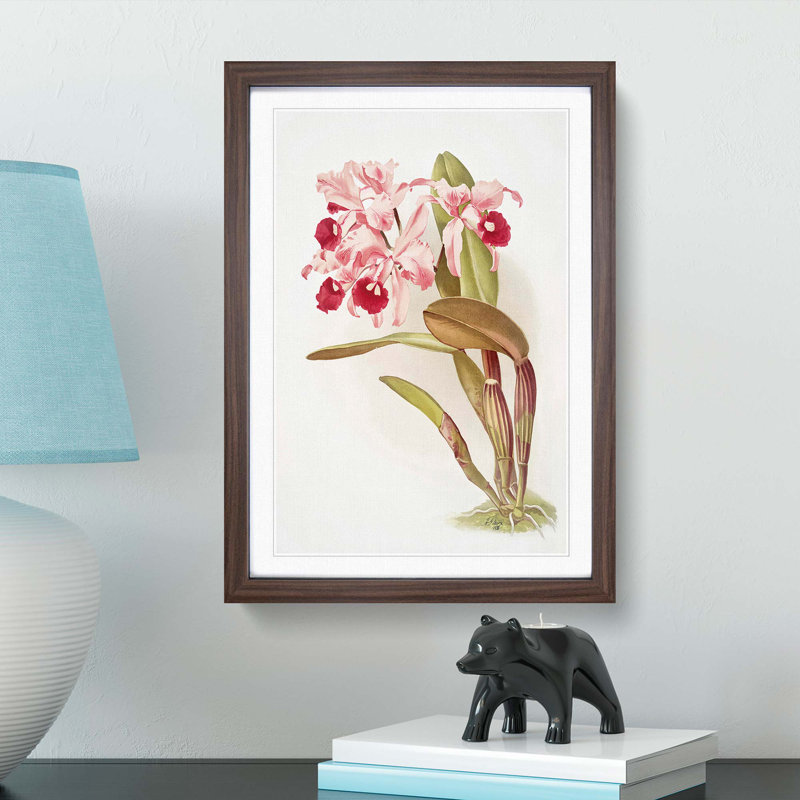 Magnolia Flowers Illustration Tab. 12 by Frederick Sander - Picture Frame Painting Print, Walnut, 91cm H x 60cm W x 2cm D