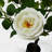 Plastic, Silk Rose Arrangement in Pot