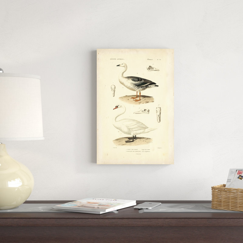 Étude de cygne antique, H 18 po x l 12 po x P 1,25 po