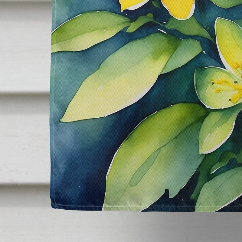 House Flag, Hypericum or St. John锟絪 Wort