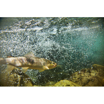 " Big Brown Trout Swimming In The Water "