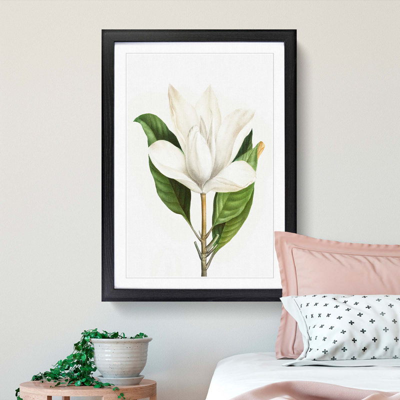 White Southern Magnolia Flower by Pierre-Joseph Redoute - Picture Frame Art Prints, 36cm H x 27cm W x 2cm D, Black Framed