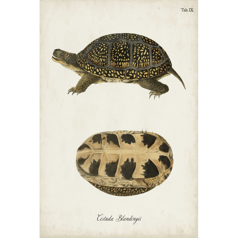 Antique Turtles & Shells VI - Wrapped Canvas Print, 30cm H x 20cm W x 3.8cm D