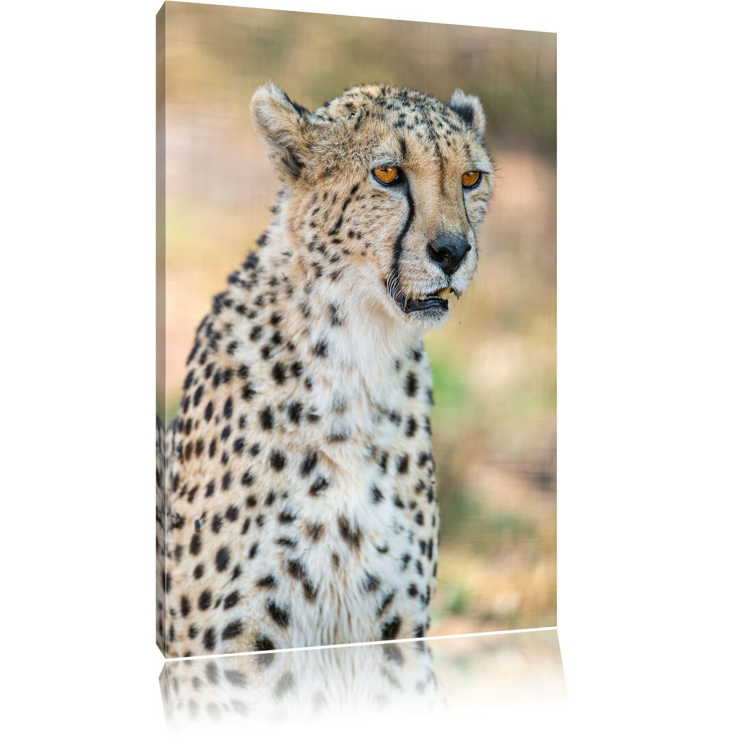 Leinwandbild Ausgewachsener Gepard