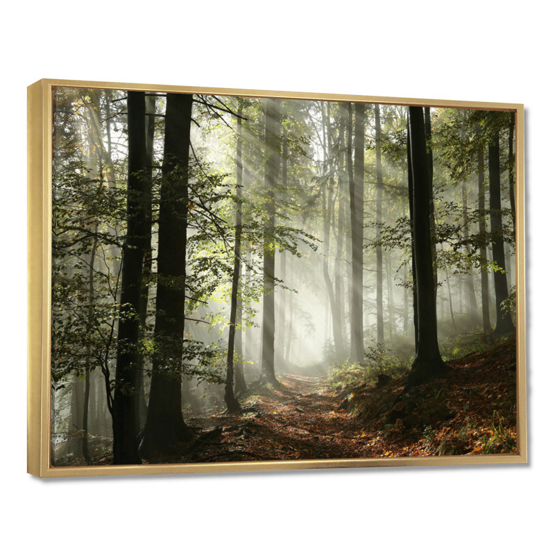 Lumière dans une forêt d'automne dense avec brouillard, œuvre d'art, H 12 po x l 20 po, Reproduction avec cadre flottant, Or