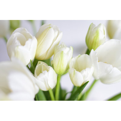 White Tulips Bouquet by Olga Berezhna - Wrapped Canvas Print