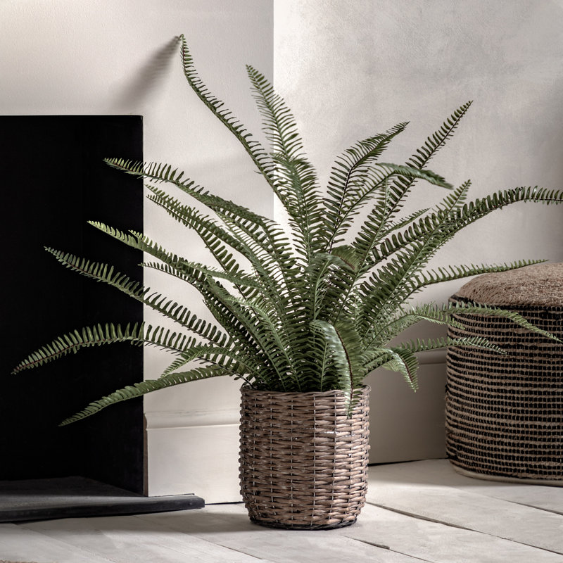 Fern Plant, 98cm H x 57cm W x 58cm D