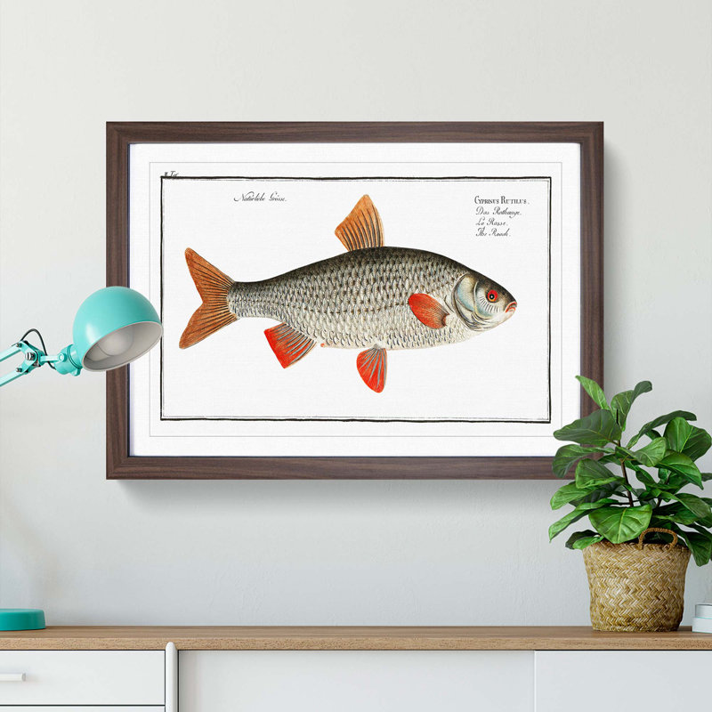 Roach Fish by M.E. Bloch - Framed Print, 36cm H x 48cm W x 2cm D, Walnut Framed