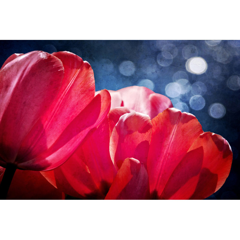 Fuchsia Tulips IV by Rachel Perry - Wrapped Canvas Print, 30cm H x 46cm W