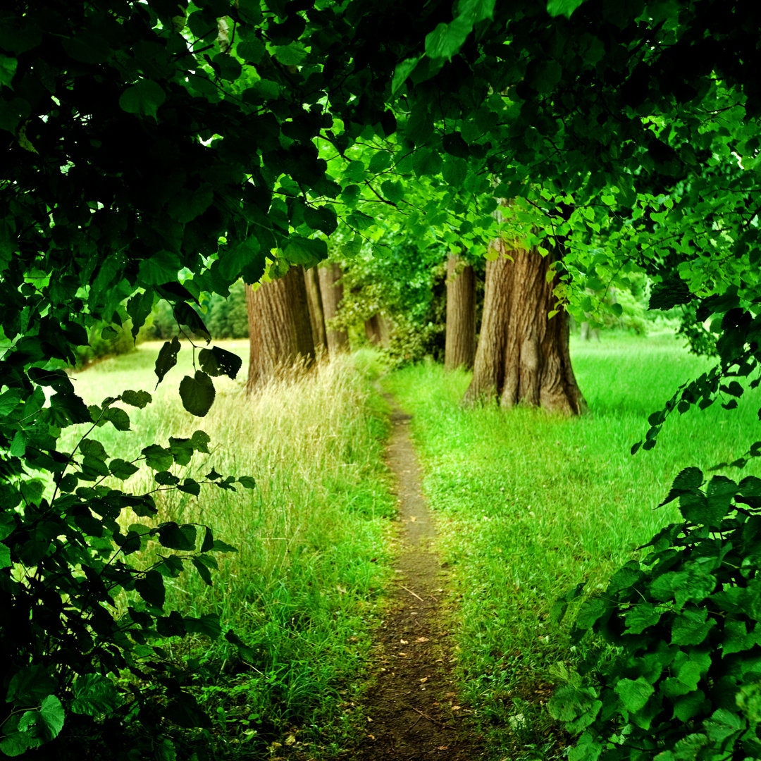 Waldweg von Nikada - Leinwandbild