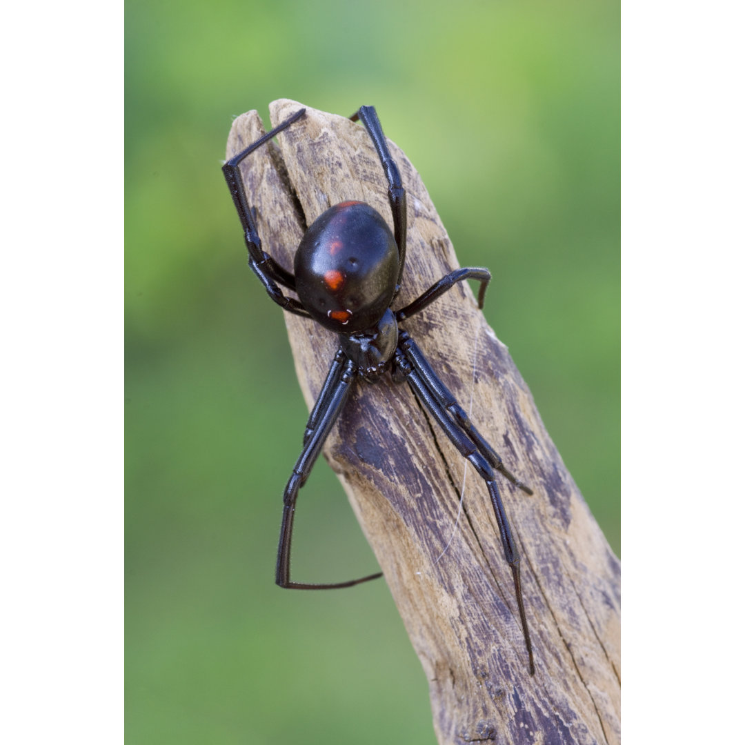 Weibliche Schwarze Witwenspinne - Kunstdrucke auf Leinwand