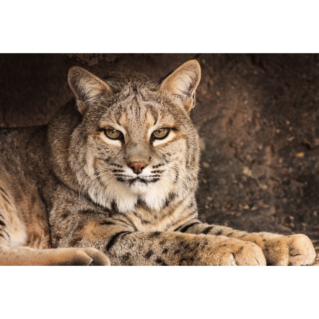 Bobcat Lynx von ChuckSchuggraphy - Kunstdrucke auf Leinwand